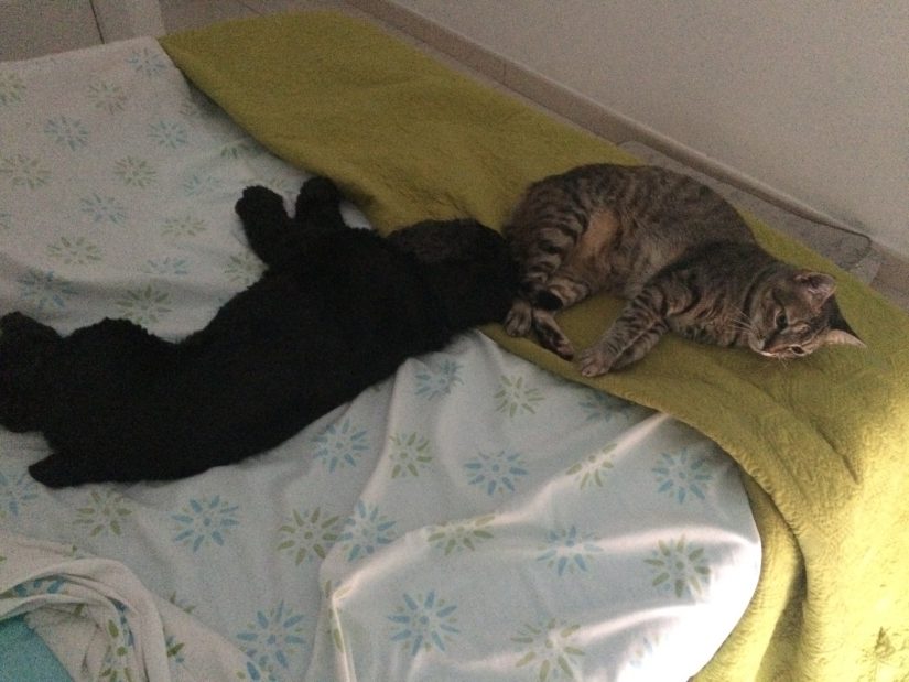 Greta y Jabuguita en la cama