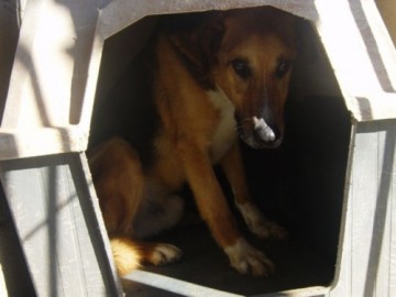 perro asustado