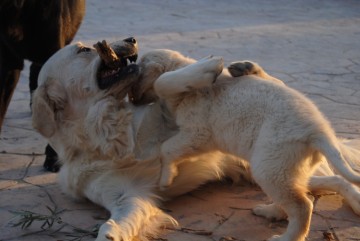 Jordan jugando con cachorro
