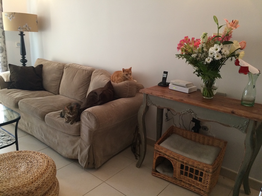 Gatos en el sofá