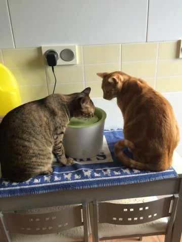 Fuente de agua para gatos