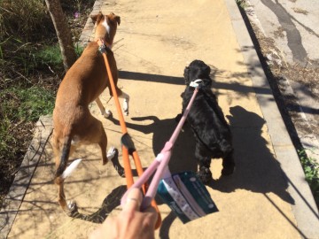 15 razones para no castigar a tu perro cuando tira de la correa