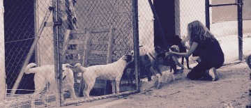 Enriquecimiento ambiental en perros