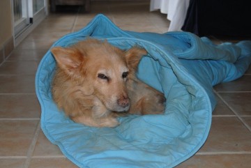 Lupa viejecita