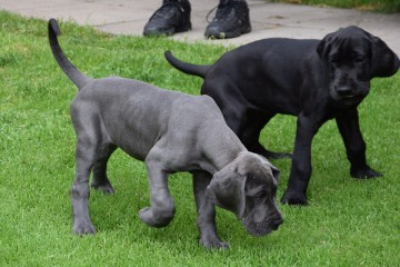 10 razones por las que mi perro se hace pipí en casa