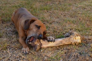 A los perros hay que tocarles la comida mientras comen