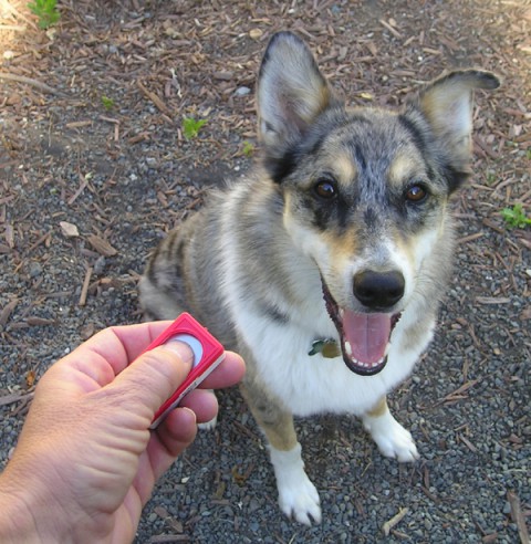 Dog_clicker_training