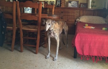 Bella, galgo con miedo Málaga
