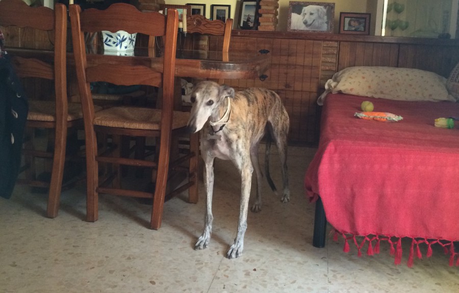Bella, galgo con miedo Málaga