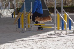 Artículo agility 1