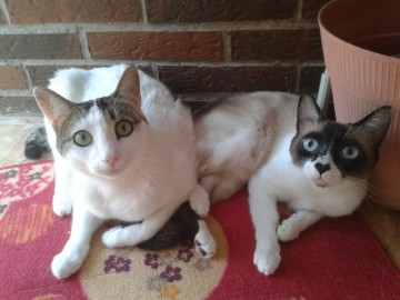 Koke y Kleo, dos gatos