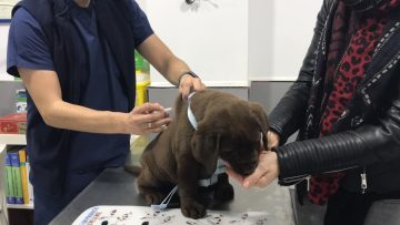 Vacunación cachorro