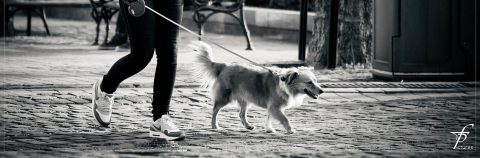 Foto perro paseando con correa