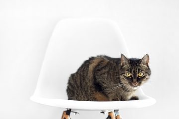 Agresividad en el gato