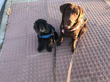 Ava y Greta sentadas paso peatones