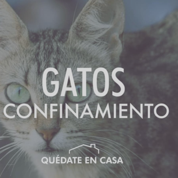 Gatos y confinamiento