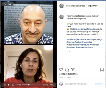 Directo IG ansiedad por separación