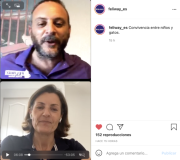 Directo IG sobre convivencia entre niños y gatos