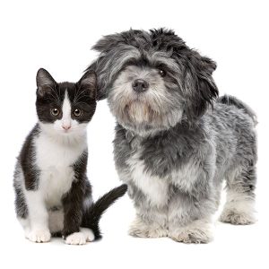 Consulta etología veterinaria 1 Consulta etología veterinaria